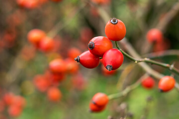 Branches of ripe rose hips in the garden.