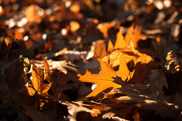 Closeup photography of golden autumn leafs in sunlight.