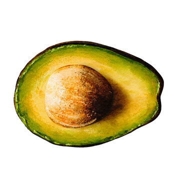 Hand-drawn Avocado Clipart Isolated On White Background