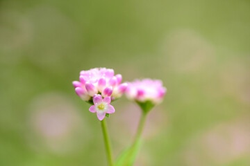 小さな花