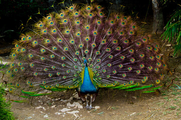 Obraz premium Zoo Animals 