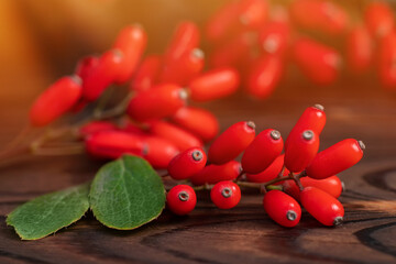 red berries of viburnum
