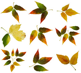 Siberian colorful maple leaves