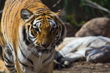 Obraz premium Zoo Animals 