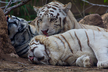 Zoo Animals 