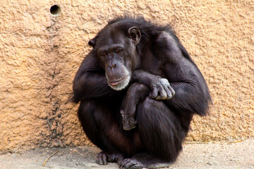 Animals from Zoo in Brownsville Texas