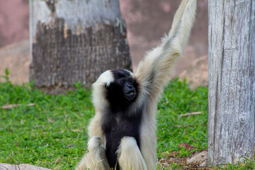 Animals from Zoo in Brownsville Texas