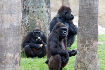 Animals from Zoo in Brownsville Texas