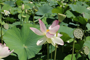 fioritura dei loti nel parco mediceo di pratolino firenze