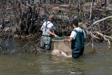 Wisconsin DNR Netting Sturgeon In Fox River For Tagging Research Purposes