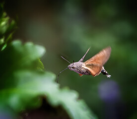 Hummingbird hawk-moth flying to a flower