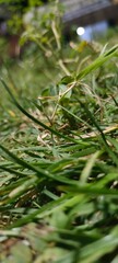 close up of green grass