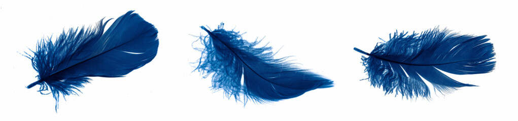 blue goose feathers on a white isolated background