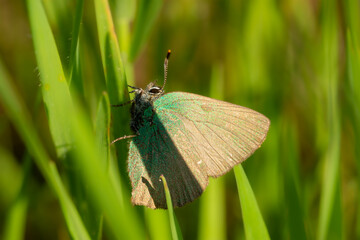 Macro of the green hairstreak (Callophrys rubi), green butterfly
