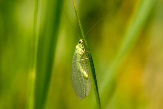 Close up of the Chrysopa, green lacewing, a green insect