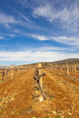 Obraz premium vineyards from different angles and the mountains and lush green meadows stretching behind