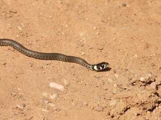 Baby  grass snake, Natrix natrix