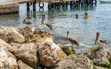  Views around the Caribbean island of Curacao