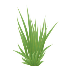 grass isolated on white
