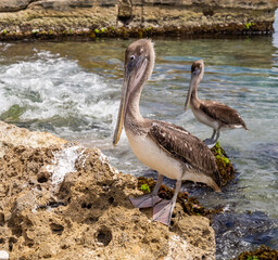  Views around the Caribbean island of Curacao