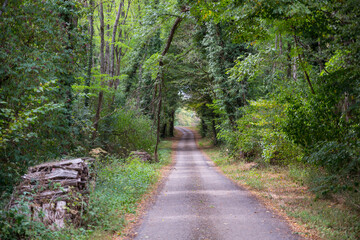 tunnel from trees in the forest in france