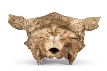 Back view of com skull. Isolated on a white background.