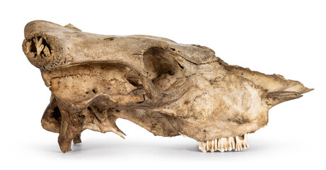 Side view of com skull. Isolated on a white background.