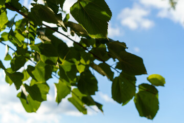 Lime branches with green leaves on a blue sky background