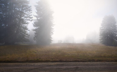 three evergreens in mist 
