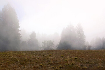  trees in wilderness with light fog