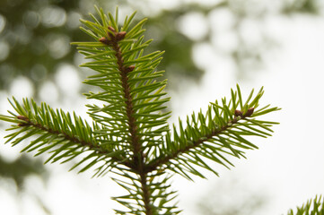 spruce branches on white background, Christmas tree