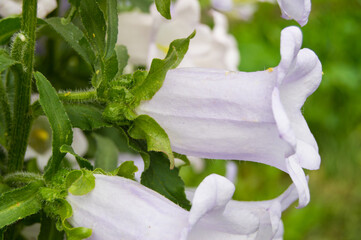 Garden of purple flowers, bells, grade Cup and saucer