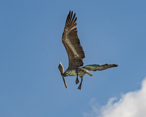  Views around the Caribbean island of Curacao