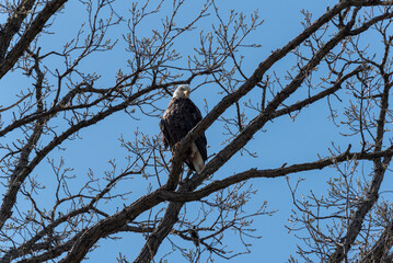 Bald Eagle Perched In A Tree In Wisconsin