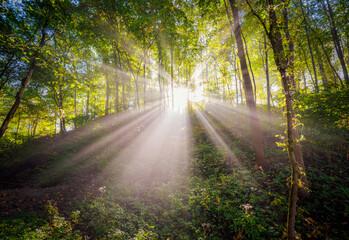 Fototapeta premium Autumn morning view in a mist and light rays in the forest