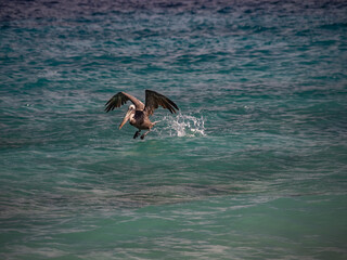 Fototapeta premium Views around the Caribbean island of Curacao