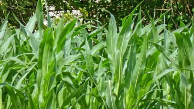 Corn frash green leaves in a cornfield close-up