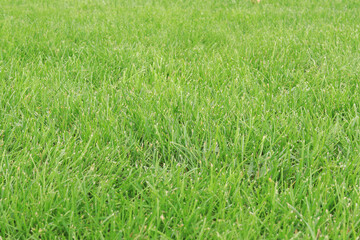 Green trimmed lawn, selective focus. Grass on the lawn near the house. Grass near