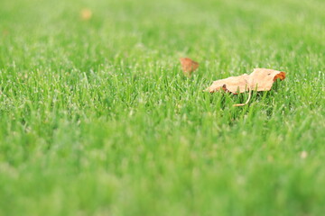 Green trimmed lawn with autumn leaf, selective focus. Grass up close