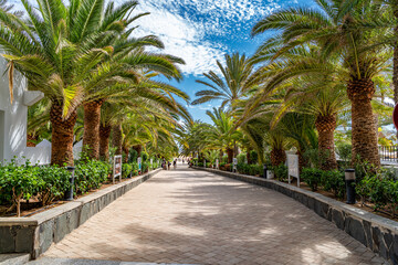 Fototapeta na wymiar Beautiful park alley with green palm trees in the summer season on Gran Canaria island in Spain - Europe