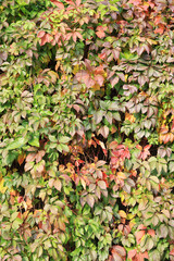 Girlish grape five-leafed. Autumn ivy with green and reddening leaves on the wall. Beautiful autumn natural colors. Change of season in nature
