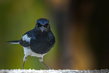 A Oriental Magpie looking the camera