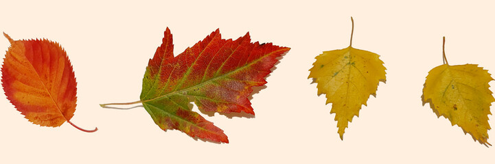 set of autumn leaves banner, red tones fall leaves