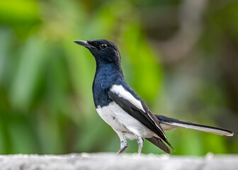 A Oriental Magpie in a alert position