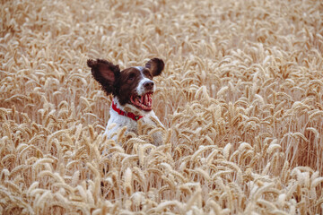 welsh springer spaniel jumping in wheat field