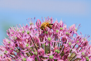 Honey bee harvesting pollen from blooming flowers.