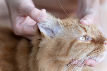 Fur of cat ear,close up.