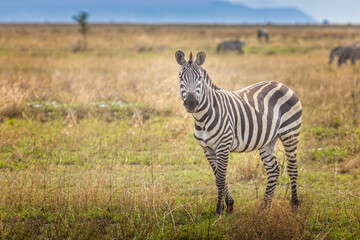 Fototapeta na wymiar A zebra in the savannah of the Serengeti, Tanzania