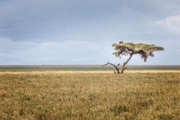 A single umbrella acacia with two vultures in the savannah of the Serengeti, Tanzania - 534559120