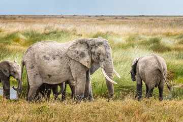 Naklejka na ściany i meble A family of elephants drinking in the Serengeti National Park, Tanzania